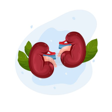 Téléchargez les illustrations : Kidneys human organs. cartoon style. kidney day. vector - en licence libre de droit