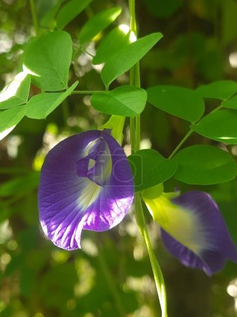Téléchargez les photos : Telang fleur, photo dans les feuilles, fond frais - en image libre de droit