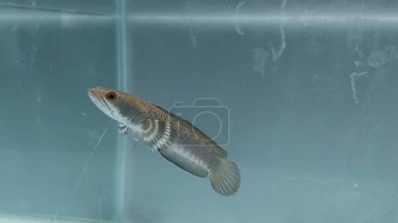 Photo for Close up of channa Blue pulchra fish in the fresh water in a clear aquarium during the day, Snake Head Fish Predator - Royalty Free Image