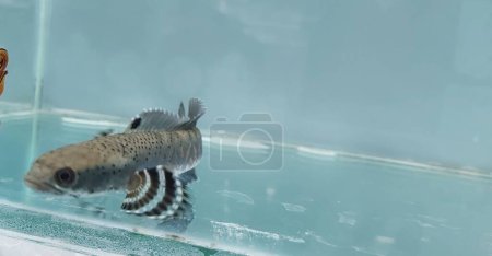 Photo for Close up of channa Blue pulchra fish in the fresh water in a clear aquarium during the day, Snake Head Fish Predator - Royalty Free Image