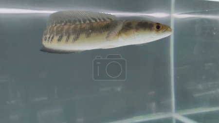 Photo for Channa Maru Yellow Sentarum, scientifically known as Channa marulioides, is a freshwater fish species that originates from waters in Kalimantan, Indonesia. - Royalty Free Image