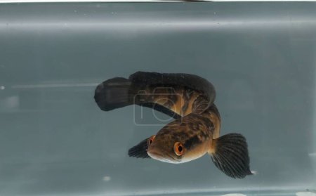Photo for Channa Maru Yellow Sentarum, scientifically known as Channa marulioides, is a freshwater fish species that originates from waters in Kalimantan, Indonesia. - Royalty Free Image