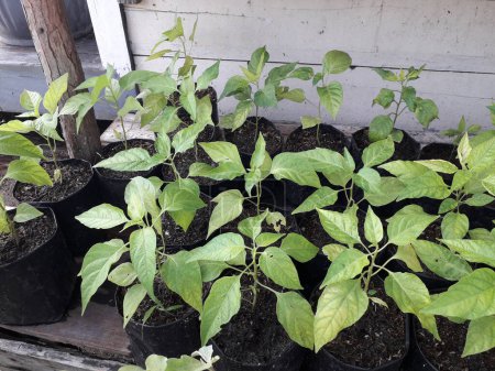 chili plant seeds that are still small. chilli seeds in a black paper bag. Growing vegetables bell pepper sprouts from seeds at home. Home organic farming.