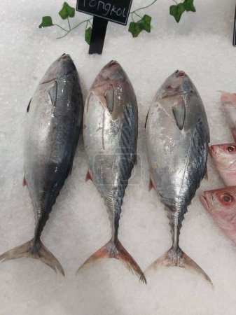 Frischer Makrelenthunfisch auf Eis im Supermarkt. Ganze Fische zum Verkauf in der Abteilung für Meeresfrüchte. Nahaufnahme; selektiver Fokus. Trübe Augen aus dem gefrorenen Eisbett.