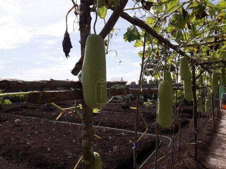 Lauki Long Kürbis, Raw Green Organic Bottle Kürbis Gemüse hängt in seiner Pflanze im Garten. Flaschenkürbis oder Kalebasse-Anbaukonzept.