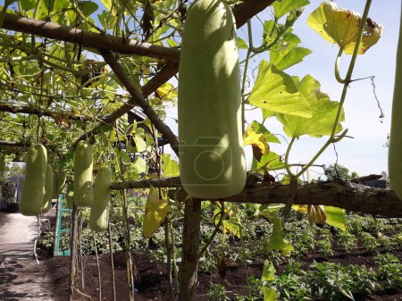 Lauki Long Gourd,Raw Green Organic  Bottle Gourd vegetable hanging in its plant in garden. bottle gourd or calabash growing concept.