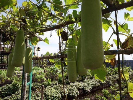 Lauki Long Kürbis, Raw Green Organic Bottle Kürbis Gemüse hängt in seiner Pflanze im Garten. Flaschenkürbis oder Kalebasse-Anbaukonzept.