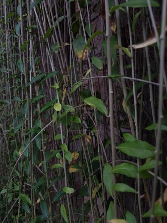 Foto de Texturizado hojas verdes brillantes de plantas enredaderas Rhaphidophora celatocaulis Hayi korthalsii Schott plantas que crecen escalada que se extiende sobre la pared de cemento viejo. - Imagen libre de derechos