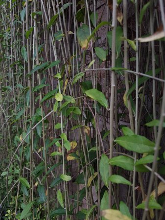 Texturierte hellgrüne Blätter von Schlingpflanzen Rhaphidophora celatocaulis Hayi korthalsii Schott Pflanzen wachsen kletternd, die sich auf alten Zementwänden ausbreiten.