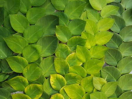 Foto de Texturizado hojas verdes brillantes de plantas enredaderas Rhaphidophora celatocaulis Hayi korthalsii Schott plantas que crecen escalada que se extiende sobre la pared de cemento viejo. - Imagen libre de derechos