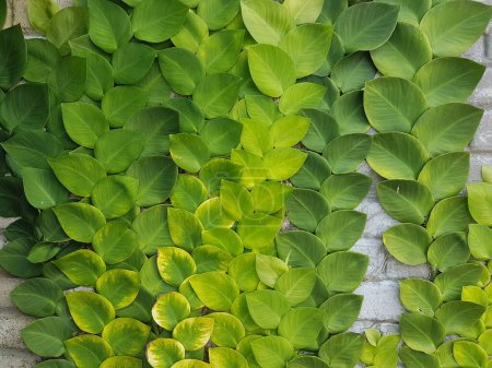 Texturierte hellgrüne Blätter von Schlingpflanzen Rhaphidophora celatocaulis Hayi korthalsii Schott Pflanzen wachsen kletternd, die sich auf alten Zementwänden ausbreiten.