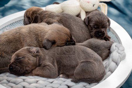Newborn puppies. Cane Corso puppies, Formentino color. Cane Corso puppies are two weeks old. Newborn puppy shoot. new life