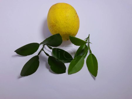 Foto de Primer plano aislado sobre lima blanca Citrus aurantiifolia fruta y hoja. cortar el espacio hierba, especias e ingredientes - Imagen libre de derechos