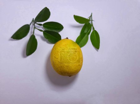 Téléchargez les photos : Fermer isolé sur du citron vert blanc Citrus aurantiifolia fruit et feuille. découper l'espace herbe, épices et ingrédients - en image libre de droit