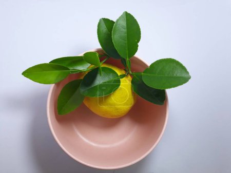 Téléchargez les photos : Fermer isolé sur du citron vert blanc Citrus aurantiifolia fruit et feuille. découper l'espace herbe, épices et ingrédients - en image libre de droit