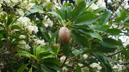 Photo for Close up brown sapodilla fruit stick on the tree with it beauty flowers - Royalty Free Image