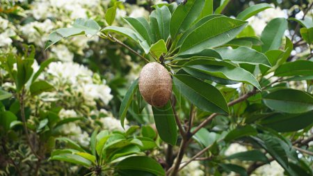 Photo for Close up brown sapodilla fruit stick on the tree with it beauty flowers - Royalty Free Image