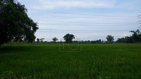 Photo for Dense green tall bamboo tree at paddy fields - Royalty Free Image