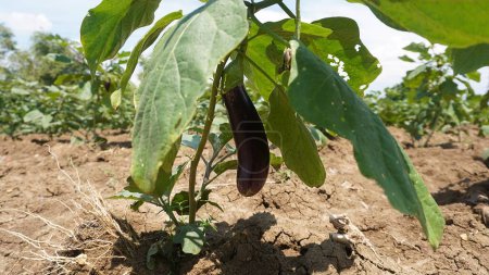Photo for Eggplant organic food in agriculture field in the afternoon - Royalty Free Image