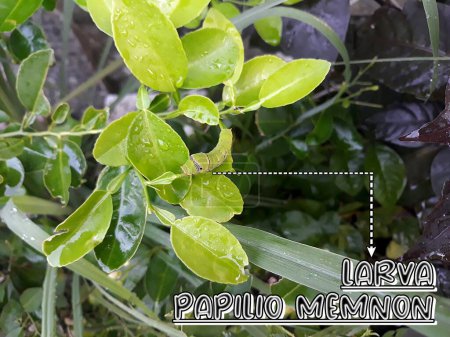 Téléchargez les photos : Illustration larve de ver vert Papilio Memnon dans les feuilles d'agrumes orange - en image libre de droit