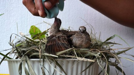 Téléchargez les photos : Concentration sélective alimentation et boire pigeon tourterelle jeune bébé oiseau. loisirs à la maison prendre soin de l'animal de compagnie - en image libre de droit