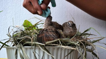 Téléchargez les photos : Selective focus feeding and drinking turtledove pigeon young baby bird. leisure activity at home take care of pet - en image libre de droit