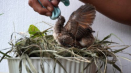Téléchargez les photos : Selective focus feeding and drinking turtledove pigeon young baby bird. leisure activity at home take care of pet - en image libre de droit