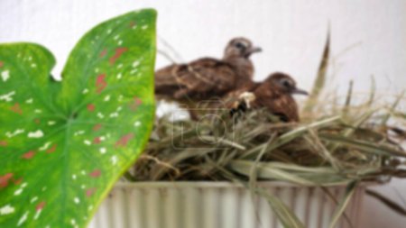 Téléchargez les photos : Fond flou Calme Tourterelle pigeon jeune bébé dans leurs nids sur ornement plante de fleur au-dessus du pot - en image libre de droit
