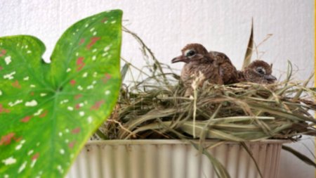 Téléchargez les photos : Fond flou Calme Tourterelle pigeon jeune bébé dans leurs nids sur ornement plante de fleur au-dessus du pot - en image libre de droit