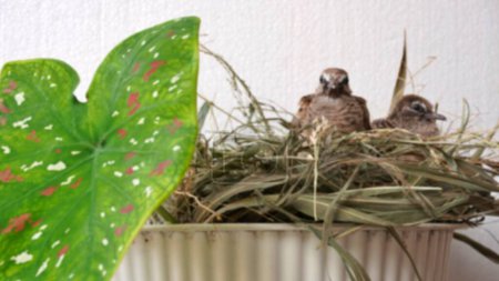 Téléchargez les photos : Blurred background Calm Turtledove pigeon young baby in their nests on ornament flower plant above the pot - en image libre de droit