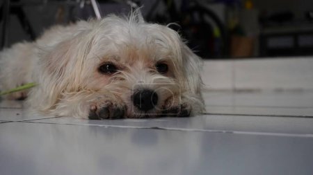 Téléchargez les photos : Curly haired white bichon frise dog face - en image libre de droit