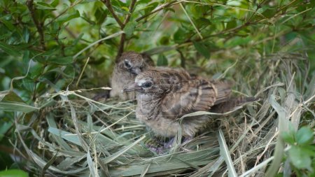 Photo for Selective focus turtledove baby young bird on a tree branch with their nest - Royalty Free Image