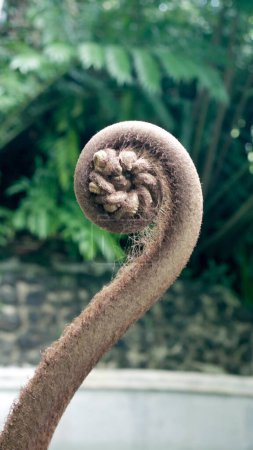 Foto de Una foto de cerca del helecho gigante rizado (Una planta tropical) en Lembah Tumpang, Malang, Java Oriental, Indonesia. febrero 18, 2023 - Imagen libre de derechos
