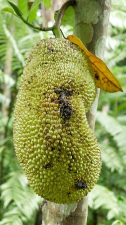 Téléchargez les photos : Plan rapproché de Jack Fruit Tree (Un fruit tropical). Lembah Tumpang, Malang, Java oriental, Indonésie. 18 février 2023 - en image libre de droit