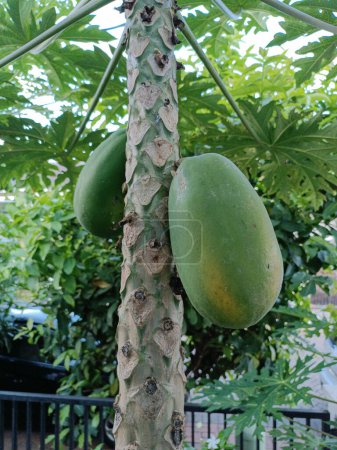 Téléchargez les photos : Papaye verte (un fruit tropical) Sur l'arbre. Malang, Java oriental, Indonésie. 18 février 2023 - en image libre de droit