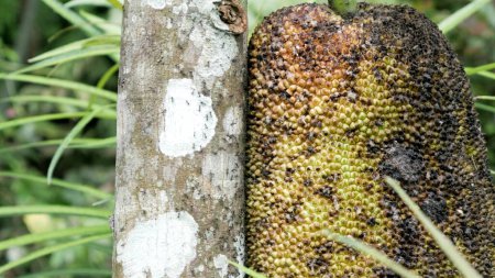 Téléchargez les photos : Plan rapproché de Jack Fruit Tree (Un fruit tropical). Lembah Tumpang, Malang, Java oriental, Indonésie. 18 février 2023 - en image libre de droit