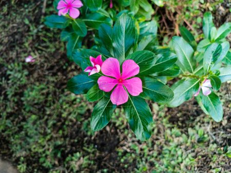 Foto de Pink Madagascar Periwinkle Flower. Enfoque selectivo. Foco superficial. Tomado en Lembah Tumpang, Malang, Java Oriental, Indonesia. Febrero 18,2023 - Imagen libre de derechos