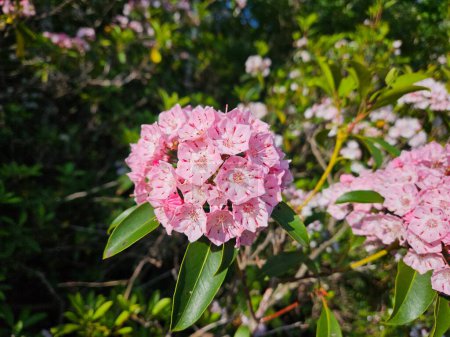Foto de Rhododendron. A principios de verano. Big Pocono, Pensilvania. - Imagen libre de derechos