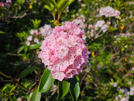 Photo for Rhododendron. Early Summer. Big Pocono, Pennsylvania. - Royalty Free Image