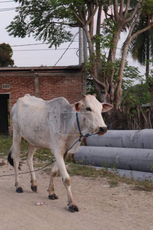 Foto de Vaca en el campo. Los bovinos de Bali son bovinos originarios de Bali, Indonesia - Imagen libre de derechos