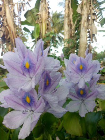water hyacinth stranded on plantations due to flooding