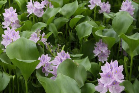 Téléchargez les photos : Water Hyacinth (Eichhornia crassipes) with a single purple flower. Water hyacinth in natural water sources - en image libre de droit