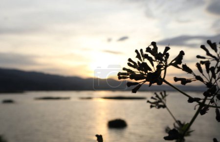 Photo for Silhouette of grass on the lake at sunset - Royalty Free Image