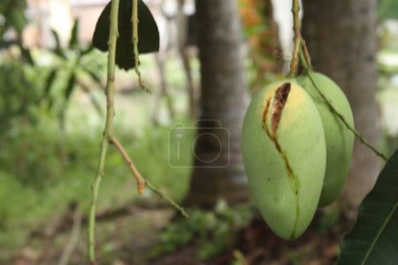 Photo for Rotten mango on mango tree. Mango damage by friut fly - Royalty Free Image