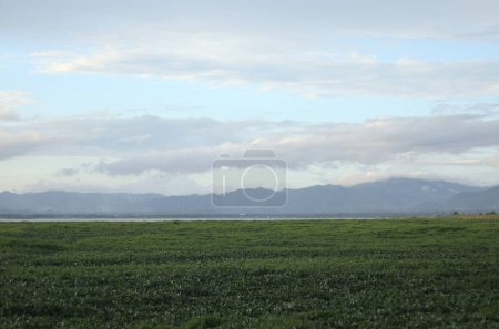Photo for The detailed view showcases the lake adorned with water hyacinths - Royalty Free Image