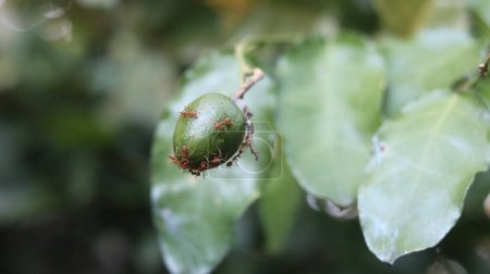Foto de Limas en un árbol cubierto de hormigas rojas - Imagen libre de derechos