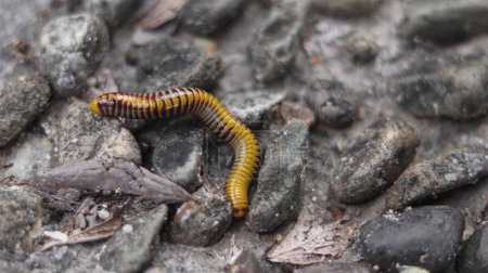 Téléchargez les photos : Le milipede jaune. Il marchait pour se nourrir dans un petit tas de roche - en image libre de droit