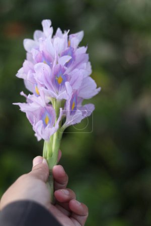Hand holding water hyacinth