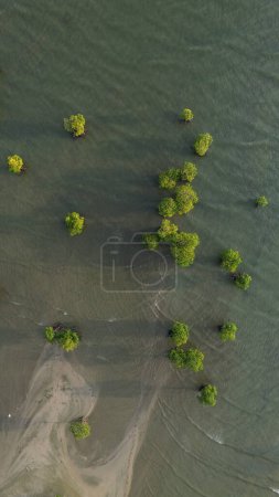 Aerial view of mangrove trees in the sea, Indonesia