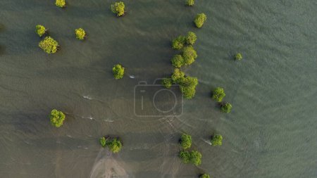 Aerial view of mangrove trees in the sea, Indonesia